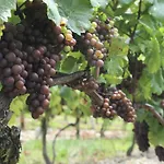Ξενοδοχείο Flair Weinstube Lochner 3*
