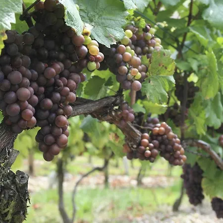 Hotell Flair Weinstube Lochner 3*